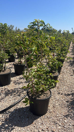 PRUNUS S. LUSITANICA BRENELIA