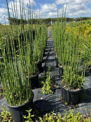 EQUISETUM HYEMALE