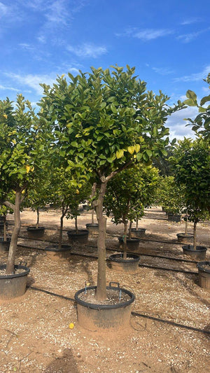 CITRUS LIMON