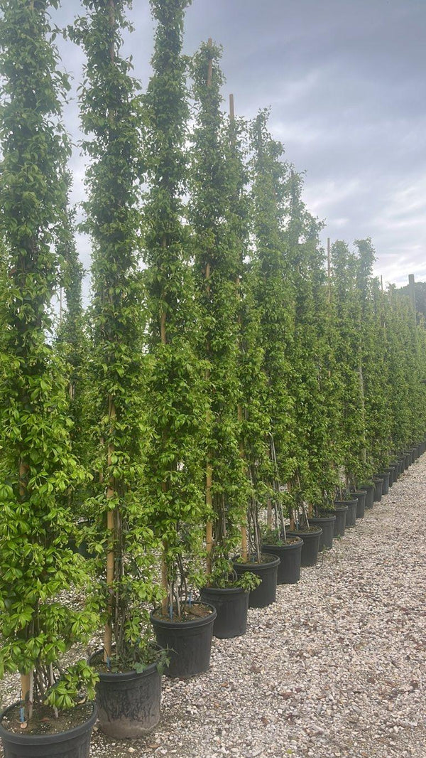 TRACHELOSPERMUM JASMINOIDES