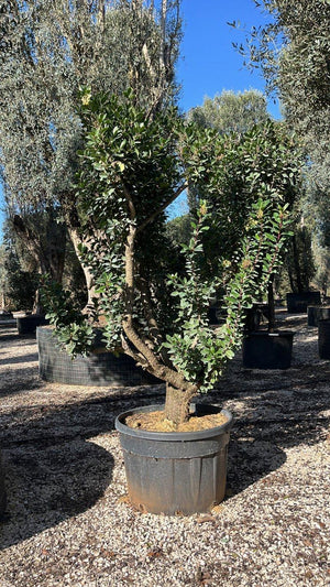 ARBUTUS UNEDO