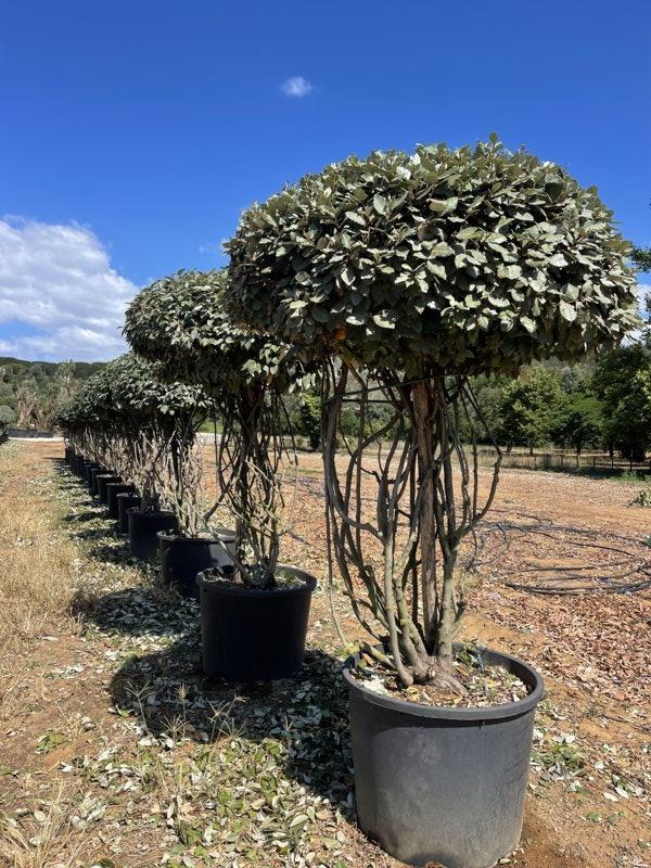 ELAEAGNUS X EBBINGEI