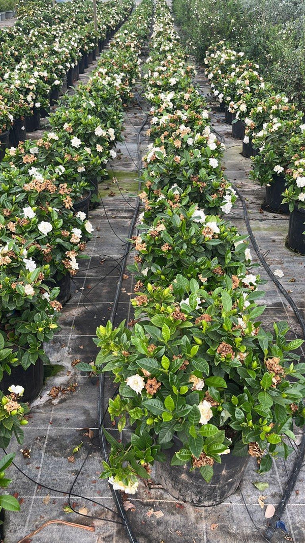 GARDENIA JASMINOIDES