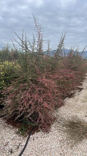 PYRACANTHA NAVAHO VARIEGATO