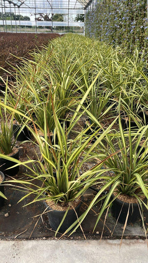 PHORMIUM TENAX JESTER