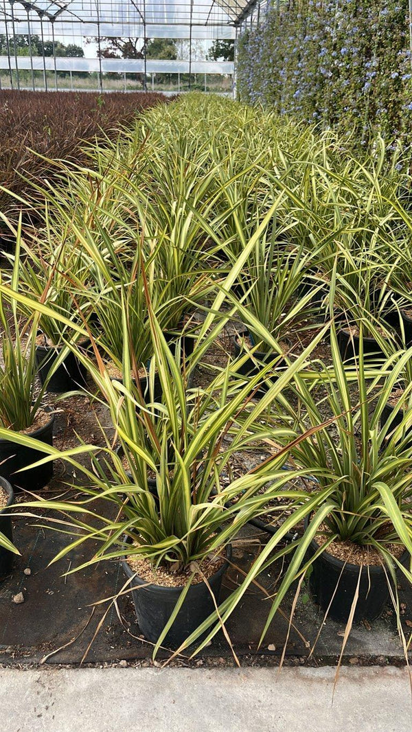 PHORMIUM TENAX JESTER