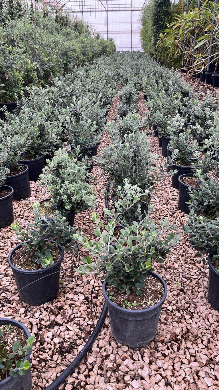 METROSIDEROS EXCELSA