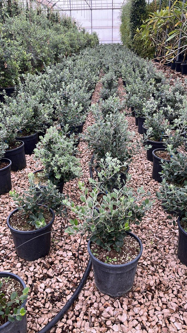 METROSIDEROS EXCELSA