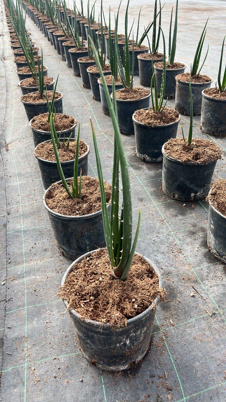 ALOIDENDRON BARBERAE
