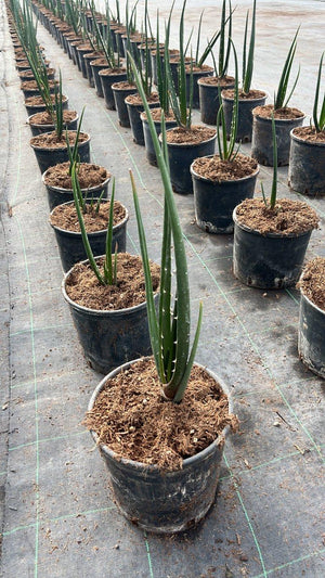 ALOIDENDRON BARBERAE