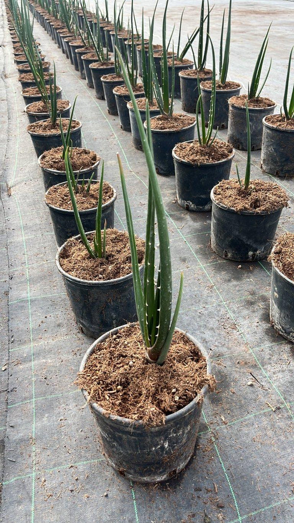 ALOIDENDRON BARBERAE