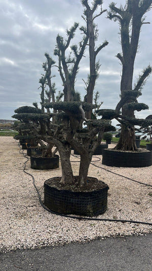 OLEA EUROPEA