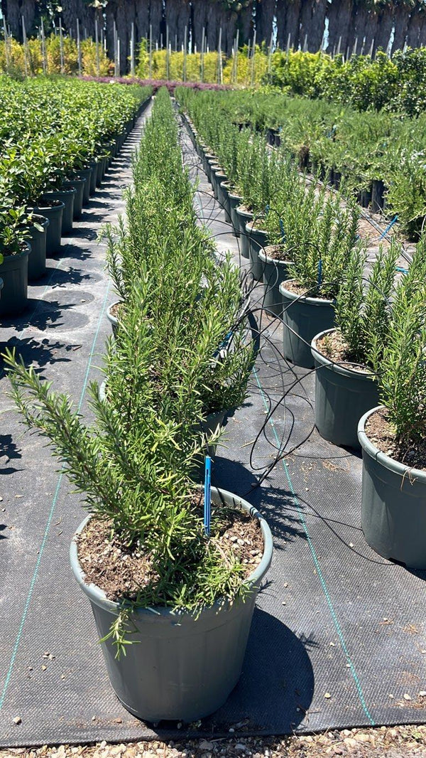 ROSMARINUS OFFICINALIS