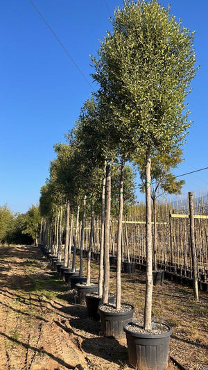 LAGUNARIA PATERSONII