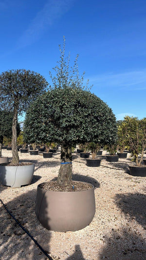 QUERCUS S. SUBER