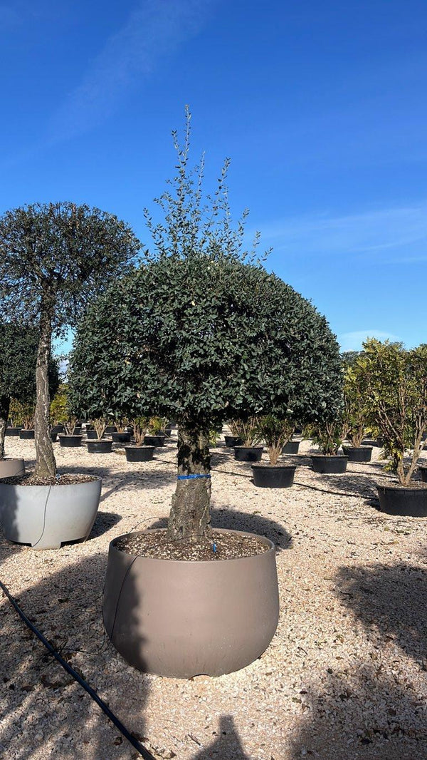 QUERCUS S. SUBER