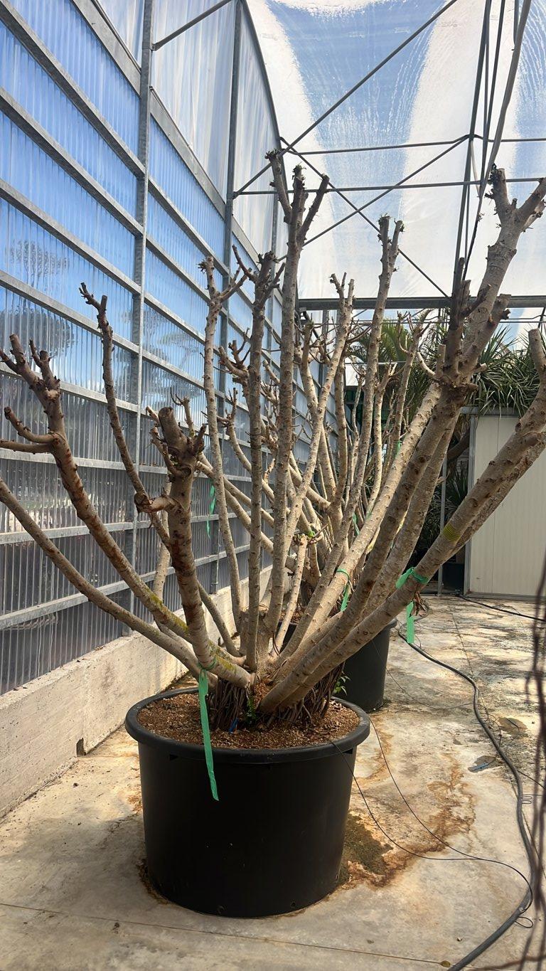 FICUS S. MICROCARPA