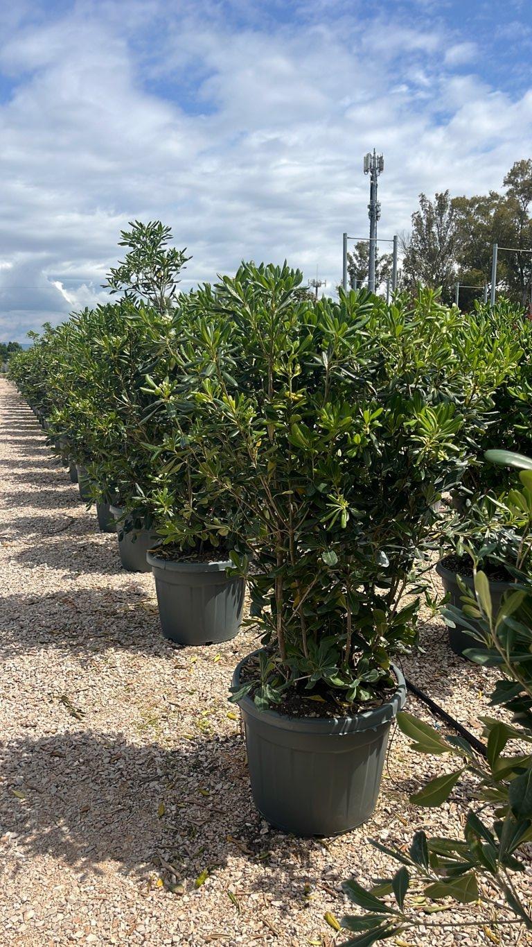 PITTOSPORUM TOBIRA
