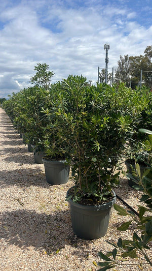 PITTOSPORUM TOBIRA