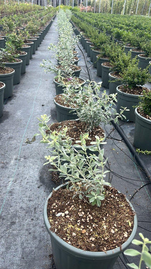 LEUCOPHYLLUM FRUTESCENS COMPACTUM