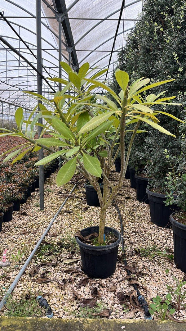 PLUMERIA RUBRA