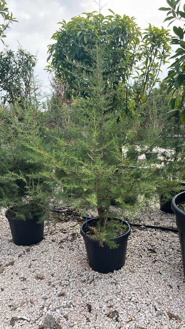 JUNIPERUS PHOENICEA