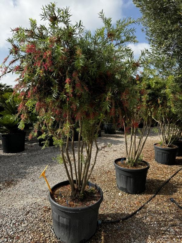 CALLISTEMON MASOTTI MINI RED