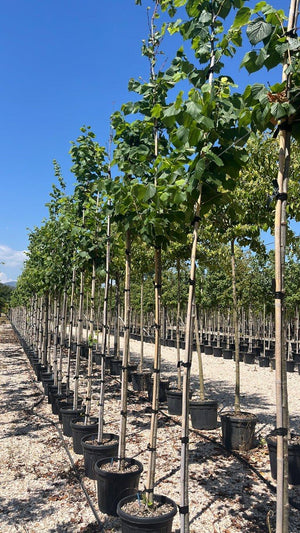 TILIA PLATYPHYLLOS