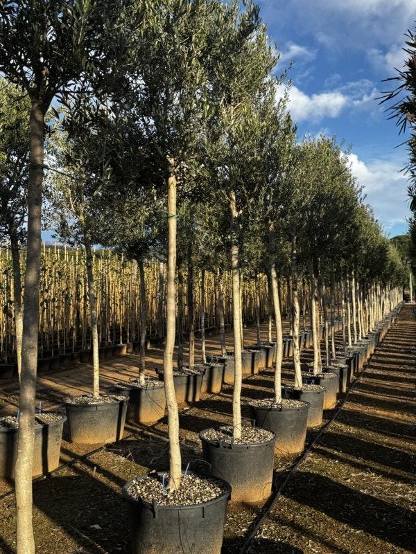 OLEA EUROPEA
