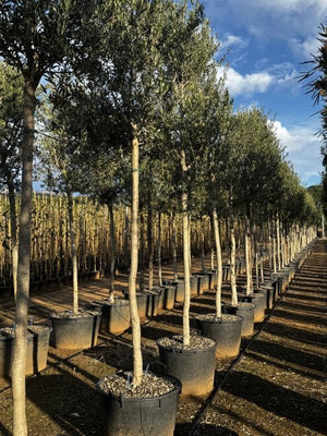 OLEA EUROPEA