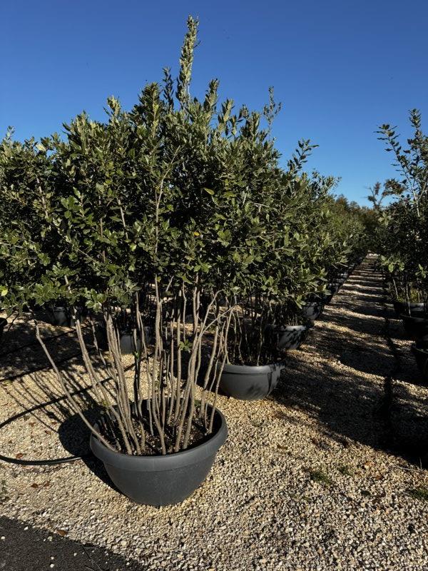 QUERCUS S. ILEX
