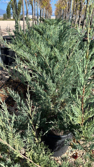 JUNIPERUS PFITZERIANA GLAUCA