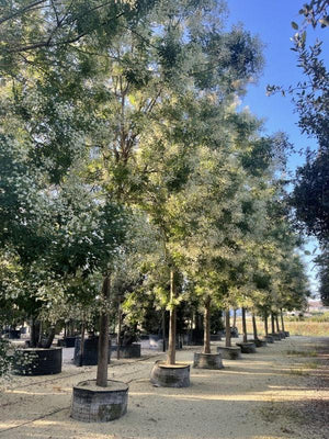 SOPHORA JAPONICA