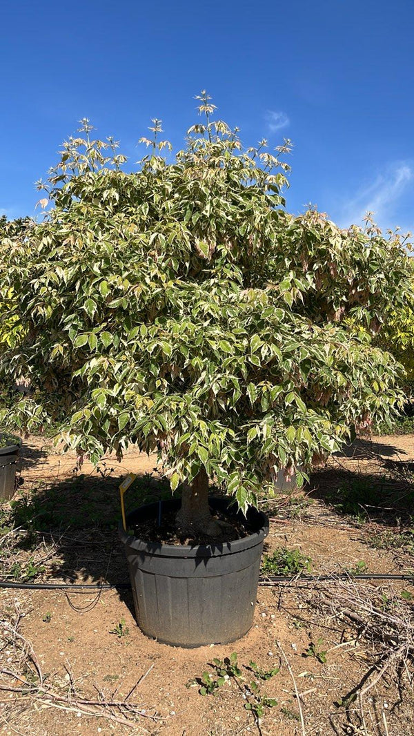 ACER NEGUNDO FLAMINGO