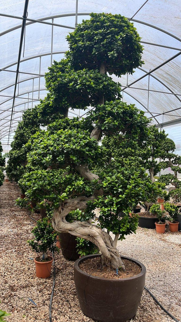 FICUS S. MICROCARPA