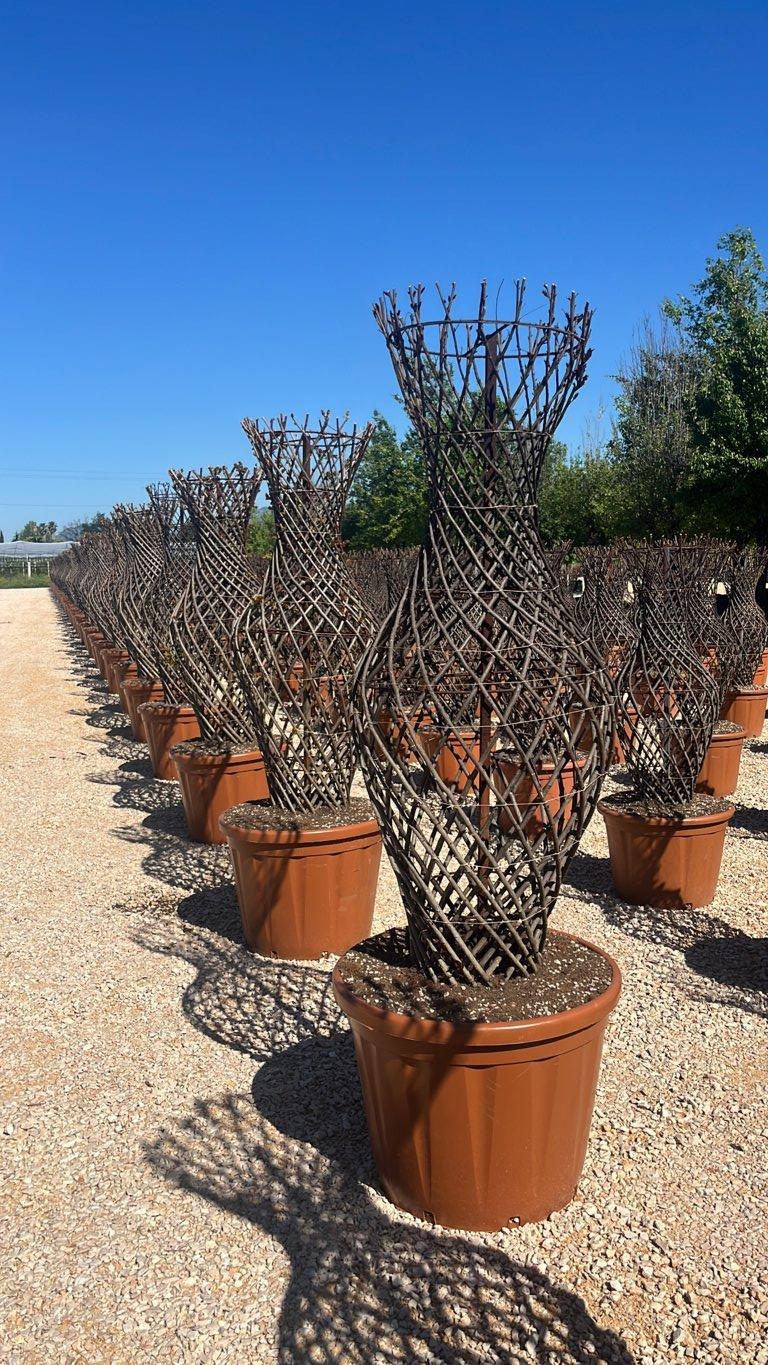 LAGERSTROEMIA INDICA BLACK