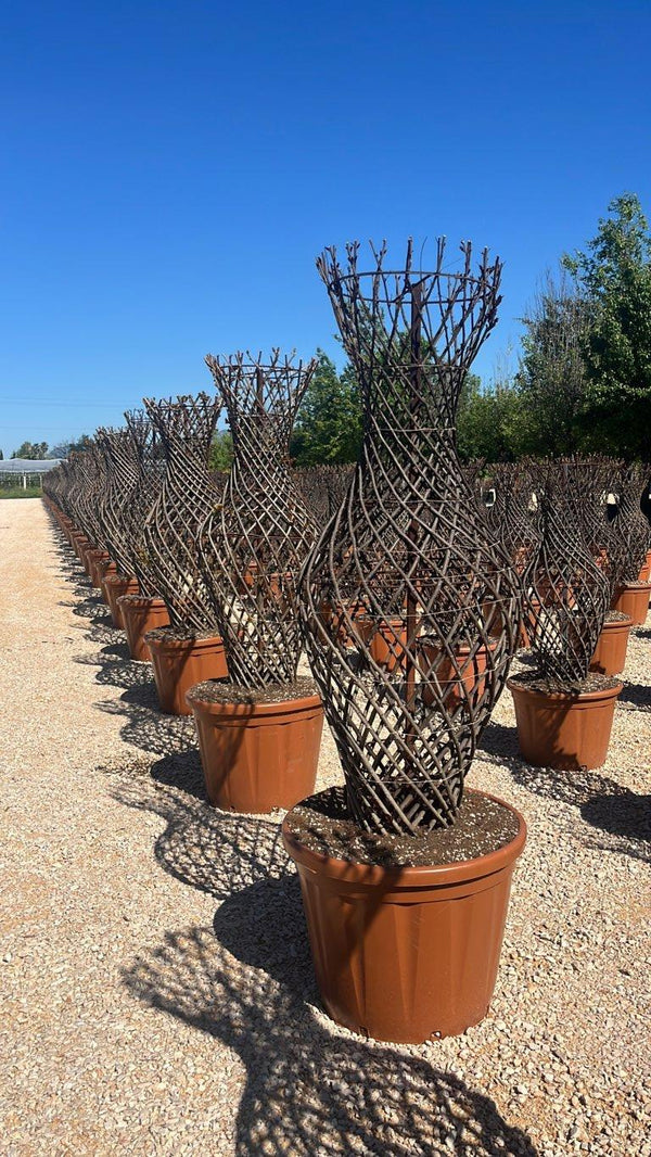 LAGERSTROEMIA INDICA BLACK