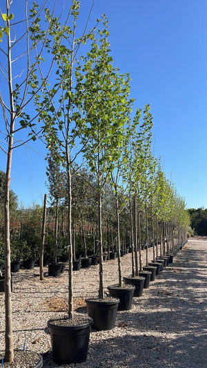 PLATANUS ACERIFOLIA