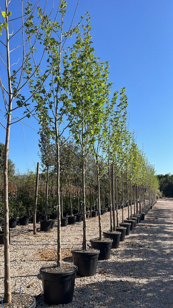 PLATANUS ACERIFOLIA