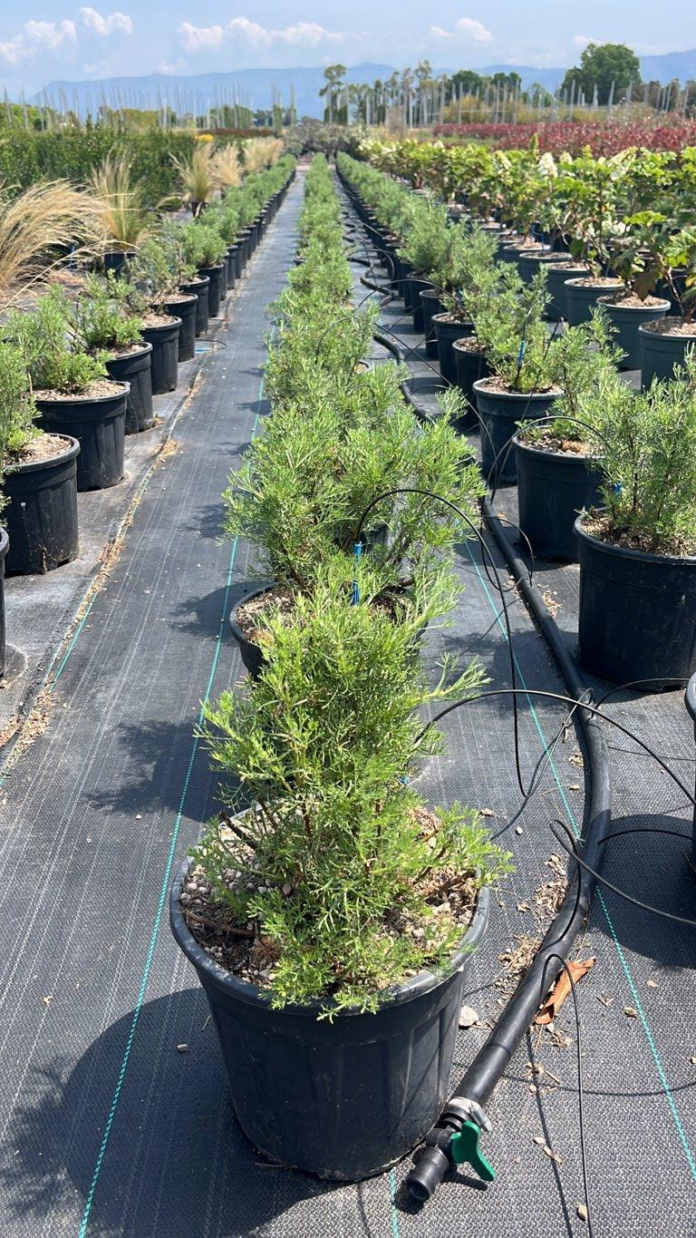 ARTEMISIA CAMPHORATA
