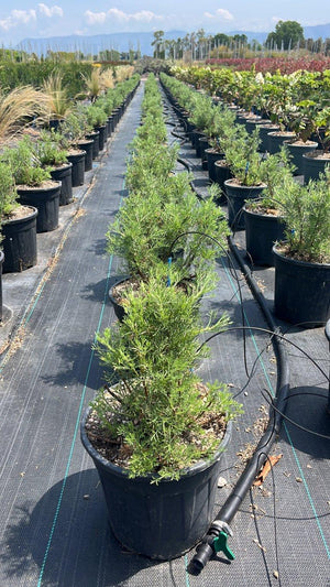 ARTEMISIA CAMPHORATA