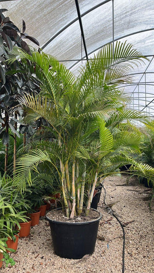 ARECA