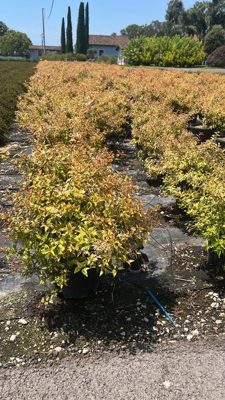 ABELIA X GRANDIFLORA KALEIDOSKOPE