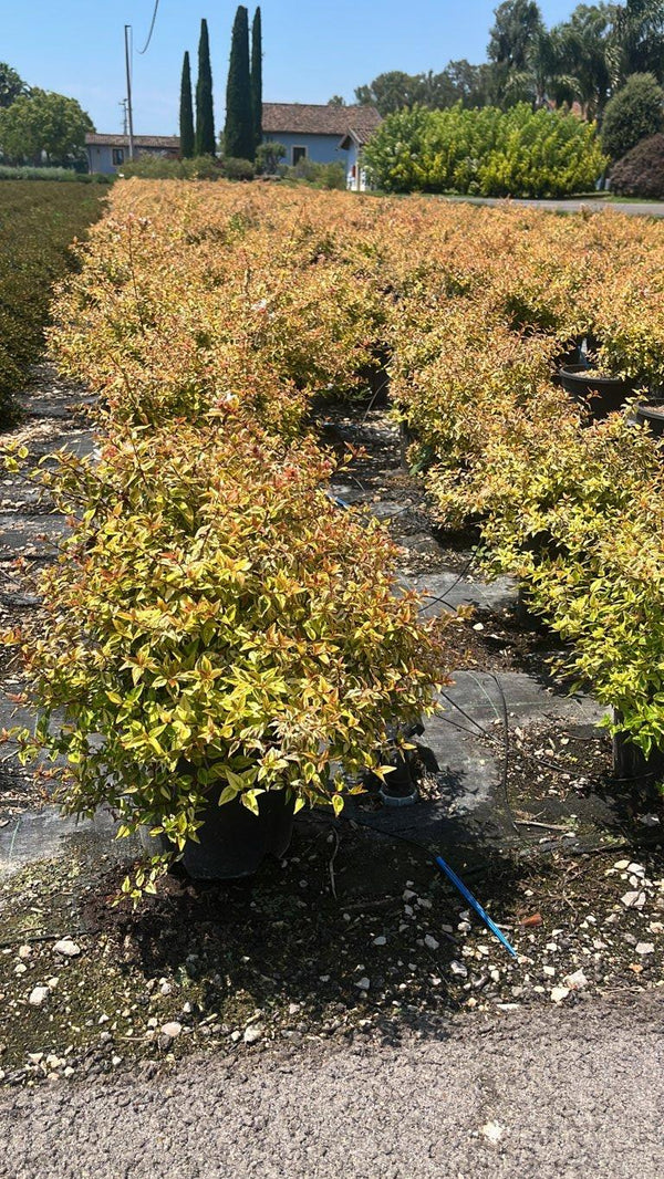 ABELIA X GRANDIFLORA KALEIDOSKOPE