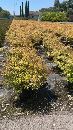 ABELIA X GRANDIFLORA KALEIDOSKOPE