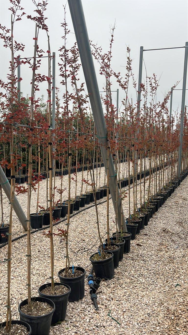 LAGERSTROEMIA INDICA DINAMITE