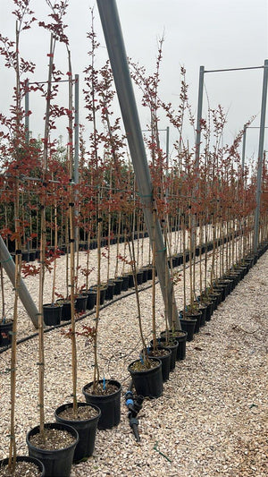 LAGERSTROEMIA INDICA DINAMITE