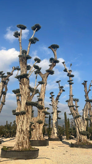 OLEA EUROPEA