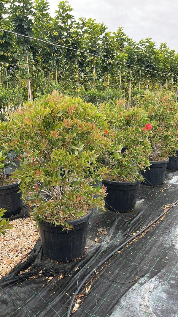 CALLISTEMON LEAVIS