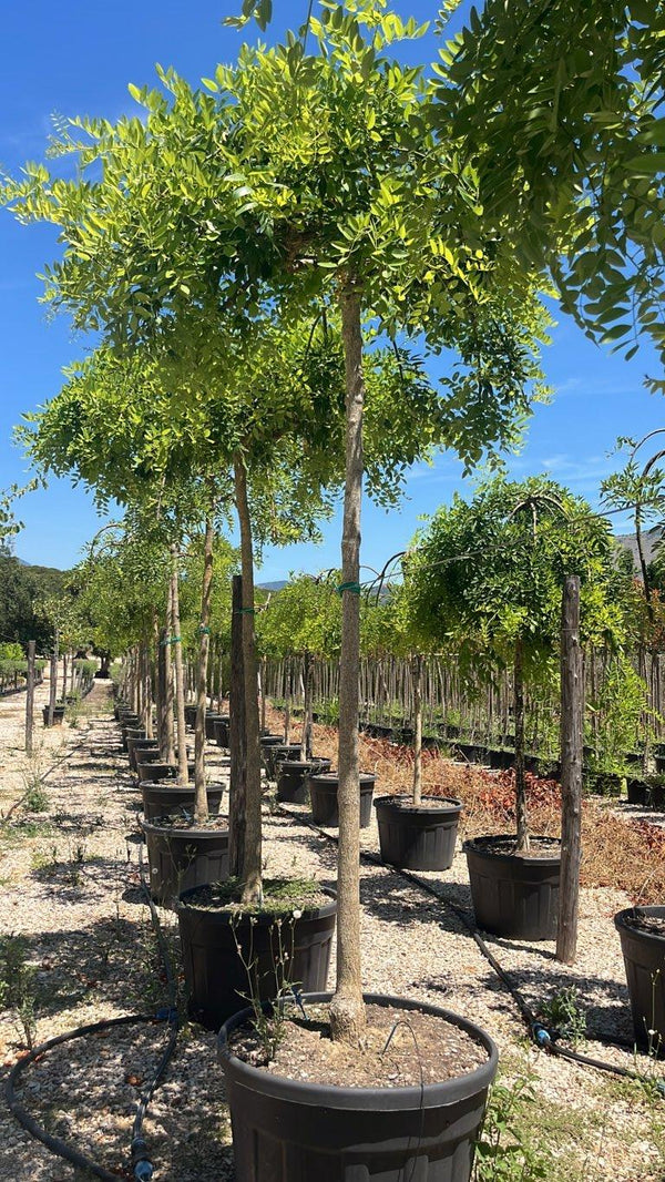 SOPHORA JAPONICA PENDULA